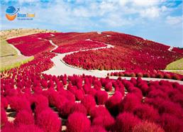 Tour Nhật Bản Mùa Thu 5N4Đ: Cung Đường Tokyo - Phú Sĩ - Cỏ Kochia